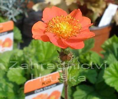 Geum coccineum Koi