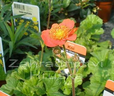 Geum coccineum Koi