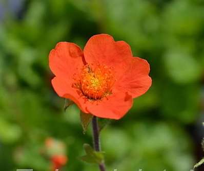 Geum coccineum Koi