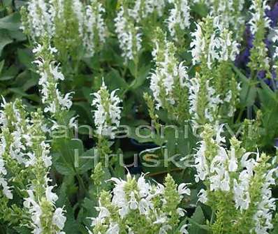 Salvia superba Marleau White