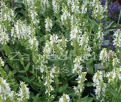 Salvia superba Marleau White