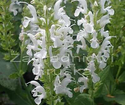 Salvia superba Marleau White