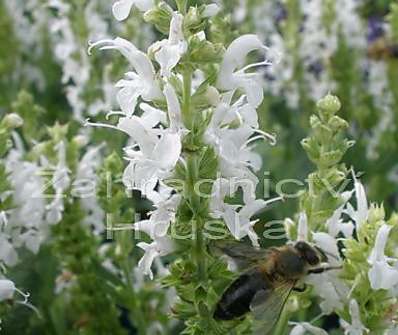 Salvia superba Marleau White