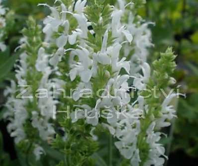 Salvia superba Marleau White