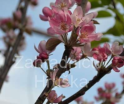 jabloň - Malus 'Everest'