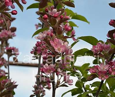 jabloň - Malus 'Everest'