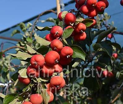 jabloň - Malus 'Everest'