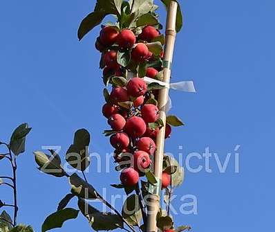 jabloň - Malus 'Everest'