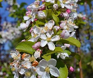 jabloň - Malus 'Red Sentinel''