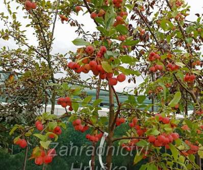 jabloň - Malus 'Red Sentinel'