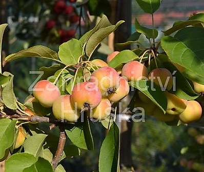 jabloň - Malus 'Red Sentinel''