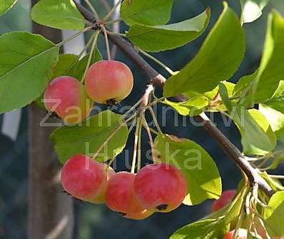 jabloň - Malus 'Red Sentinel''