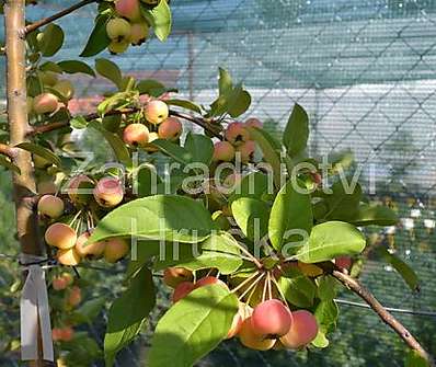 jabloň - Malus 'Red Sentinel''