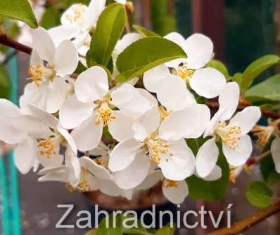 jabloň - Malus 'Red Sentinel''