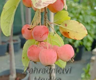 jabloň - Malus 'Red Sentinel'