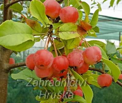 jabloň - Malus 'Red Sentinel'