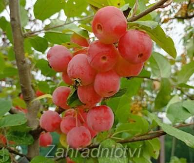 jabloň - Malus 'Red Sentinel'