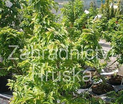 jilm - Ulmus elegantisima 'Jacqueline Hiller'