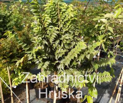 jilm - Ulmus elegantisima 'Jacqueline Hiller'
