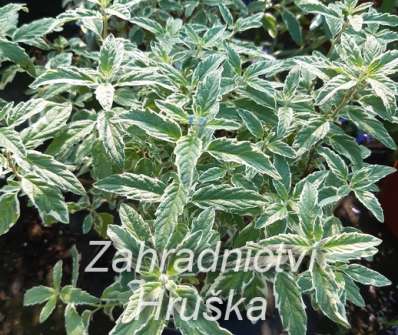 ořechoplodec - Caryopteris clandonensis 'White Surprice'