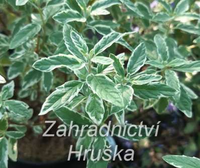 ořechoplodec - Caryopteris clandonensis 'White Surprice'