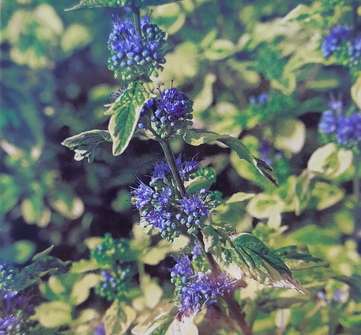 ořechoplodec - Caryopteris clandonensis 'White Surprice'