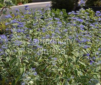 ořechoplodec - Caryopteris clandonensis 'White Surprice'