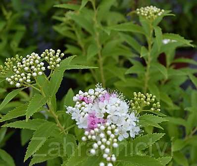 tavolník - Spiraea japonica 'Genpei'