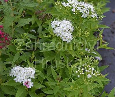 tavolník - Spiraea japonica 'Genpei'