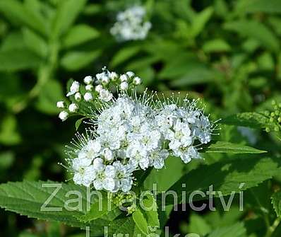 tavolník - Spiraea japonica 'Genpei'