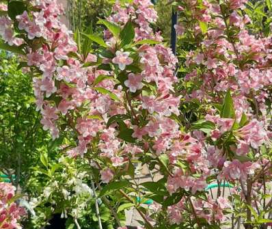 vajgelie - Weigela růžová.