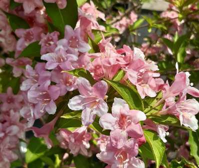 vajgelie - Weigela růžová.