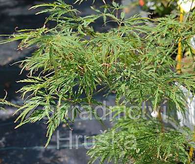 javor - Acer palmatum 'Kagiri - nishiki'