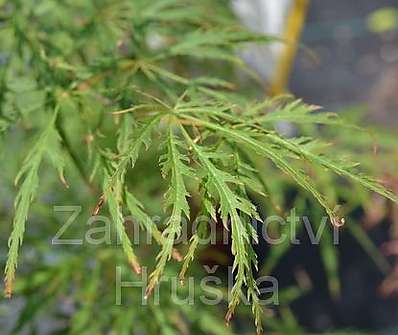 javor - Acer palmatum 'Kagiri - nishiki'