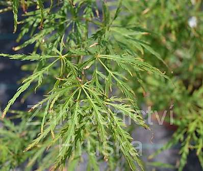 javor - Acer palmatum 'Kagiri - nishiki'