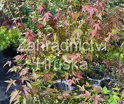 javor - Acer palmatum 'Redwine'