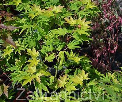 javor - Acer shirasawanum 'Summergold'