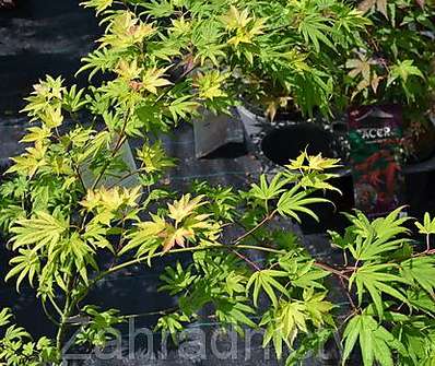 javor - Acer shirasawanum 'Summergold'