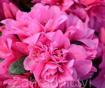 Azalea japonica 'Melina'