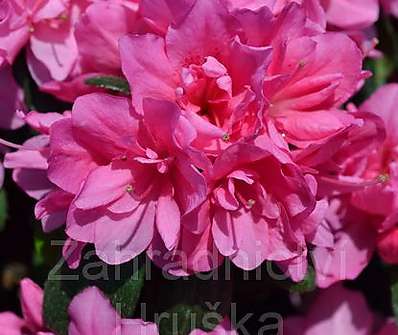 Azalea japonica 'Melina'