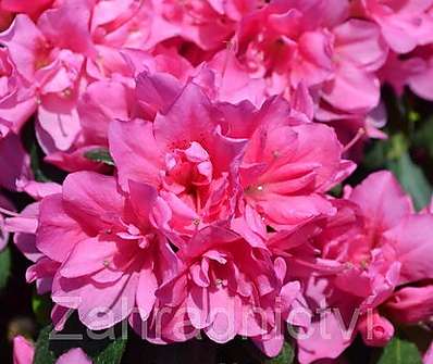 Azalea japonica 'Melina'