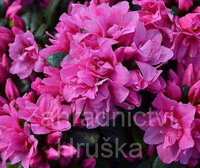 Azalea japonica 'Melina'
