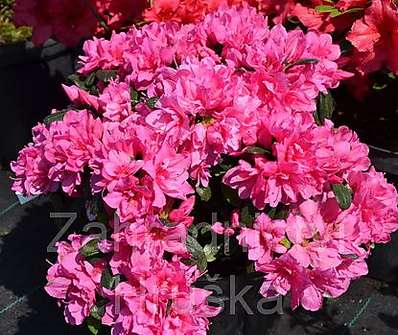 Azalea japonica 'Melina'