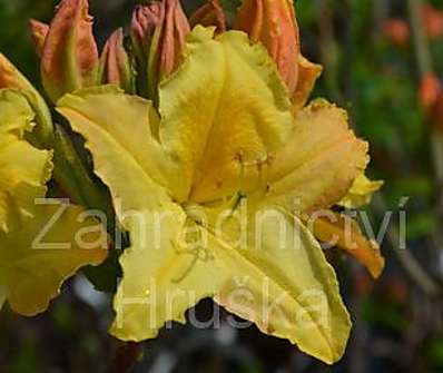 Azalea knaphill 'Harvest Monn'