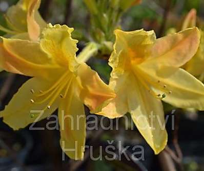 Azalea knaphill 'Harvest Monn'