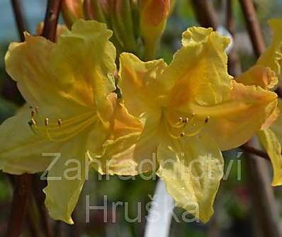 Azalea knaphill 'Harvest Monn'