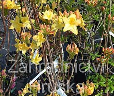 Azalea knaphill 'Harvest Monn'