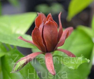 sazaník - Calycanthus floridus