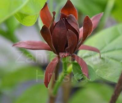 sazaník - Calycanthus floridus