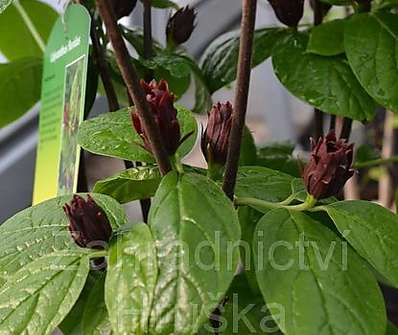 sazaník - Calycanthus floridus